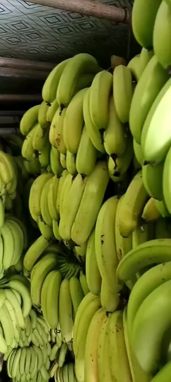 云南香蕉最新價格走勢深度論述，市場趨勢與影響因素分析