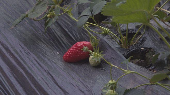 科技引領(lǐng)新生活，重慶雙福蔬菜價格行情實時掌握，蔬菜市場動態(tài)盡在眼前