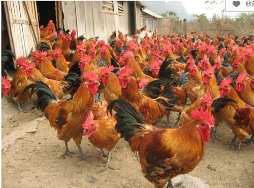 今年雞的行情，見(jiàn)證溫馨故事與市場(chǎng)價(jià)格波動(dòng)