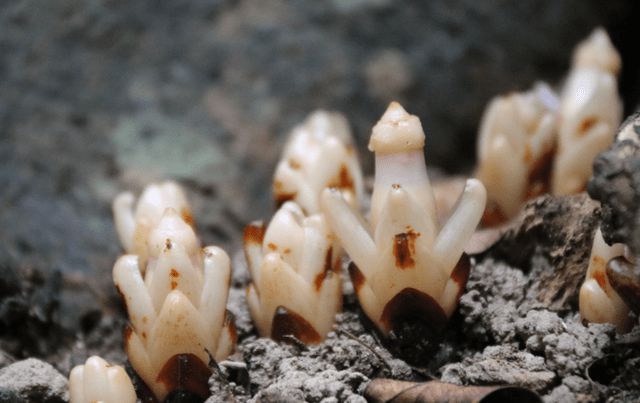 獨活價格背后的溫情故事揭秘