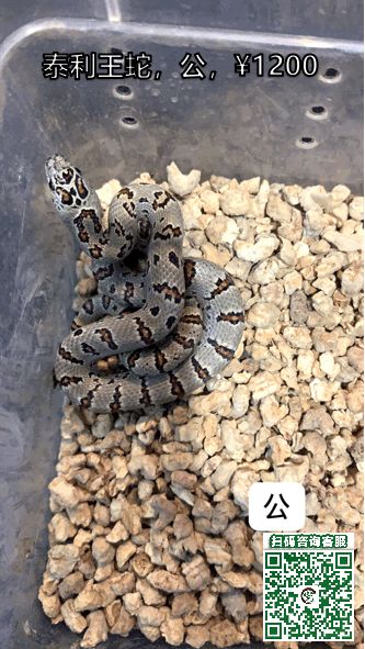 玉米蛇價(jià)格深度解析與科普知識(shí)介紹