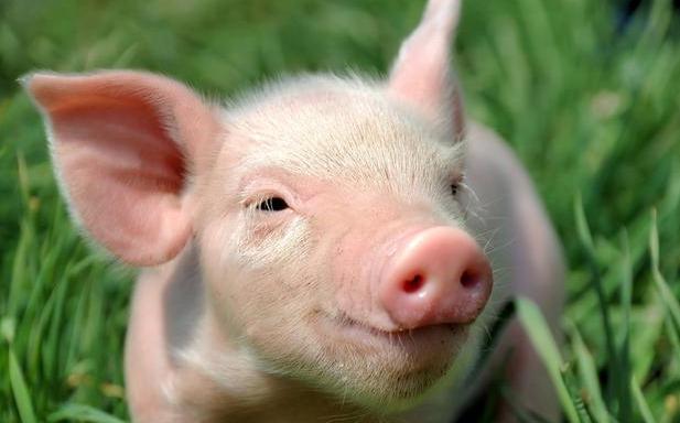 邯鄲今日毛豬價(jià)格行情更新及走勢分析