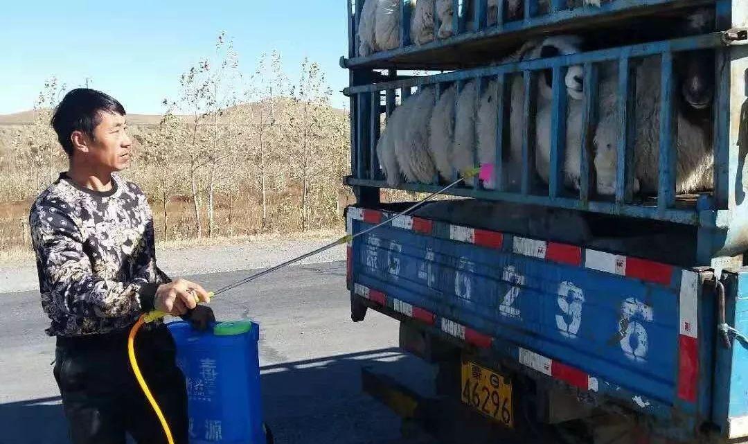 最新非洲豬瘟動(dòng)態(tài)與小巷深處的獨(dú)特風(fēng)味探索