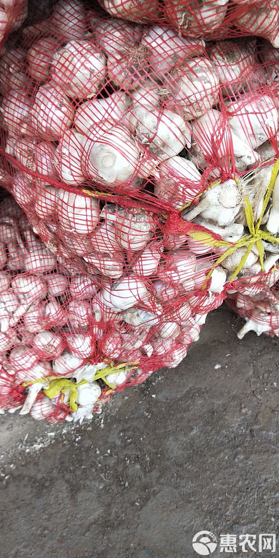 射陽大蒜最新價(jià)格行情及市場(chǎng)趨勢(shì)深度解析