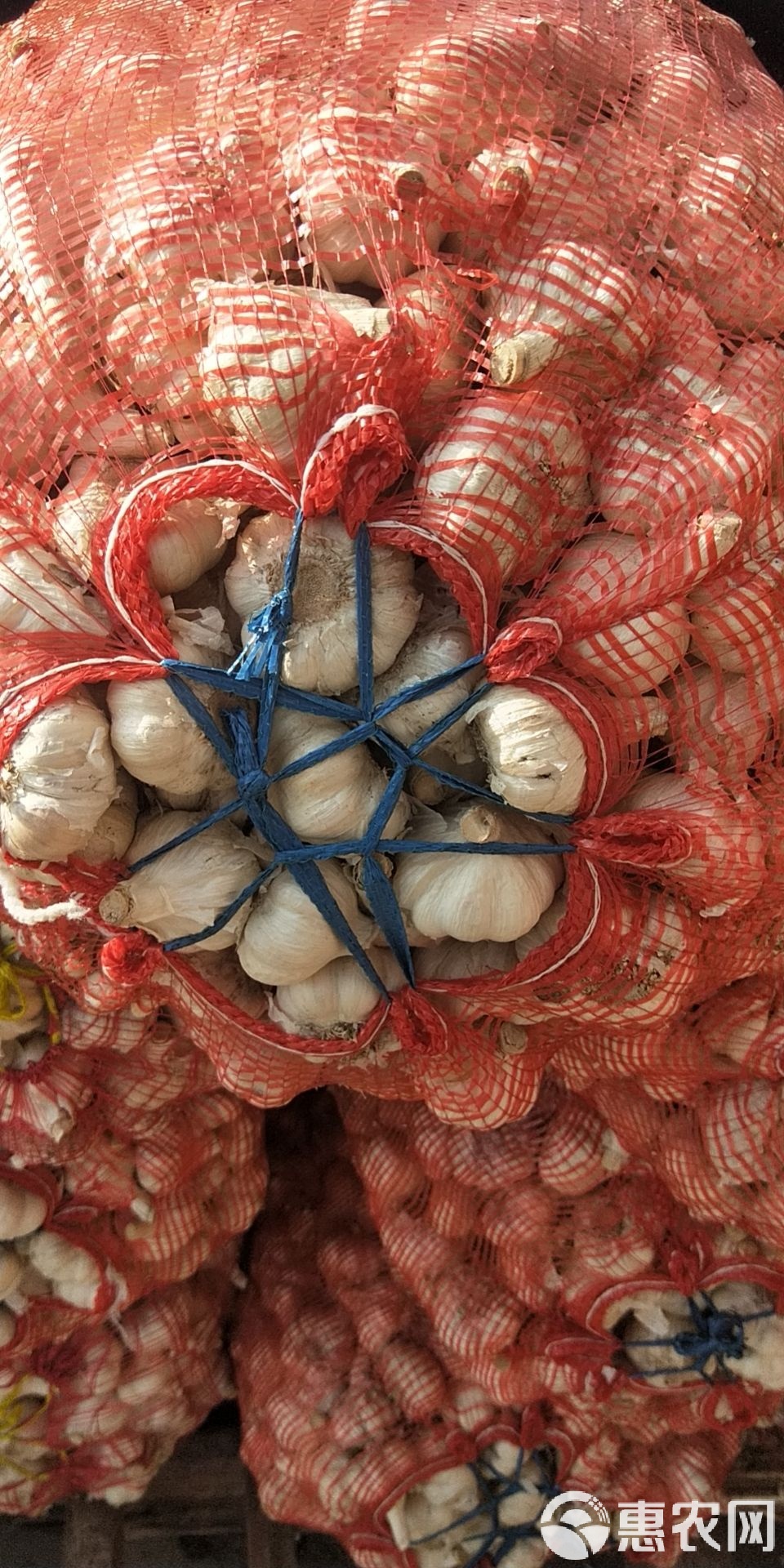 射陽大蒜最新價(jià)格行情及市場(chǎng)趨勢(shì)深度解析