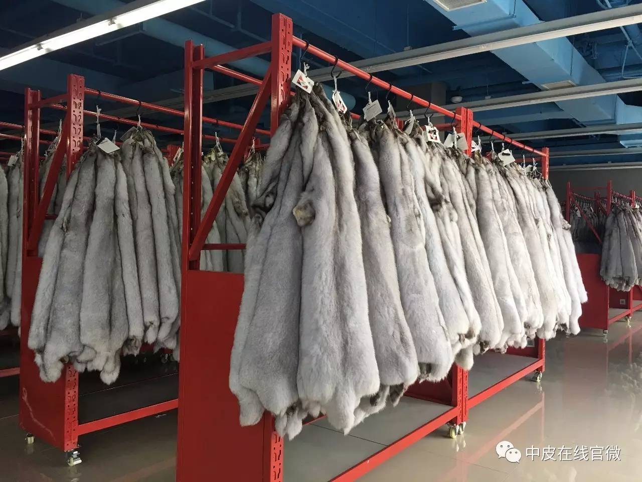 水貂皮價(jià)格實(shí)時(shí)走勢(shì)及分析概覽