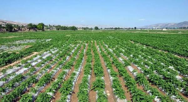 新型地膜土豆栽培技術(shù),新型地膜土豆栽培技術(shù)