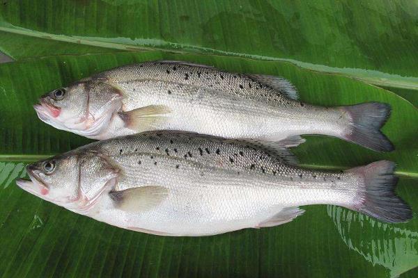 鱸魚(yú)最新價(jià)格及購(gòu)買(mǎi)指南與技能學(xué)習(xí)全攻略