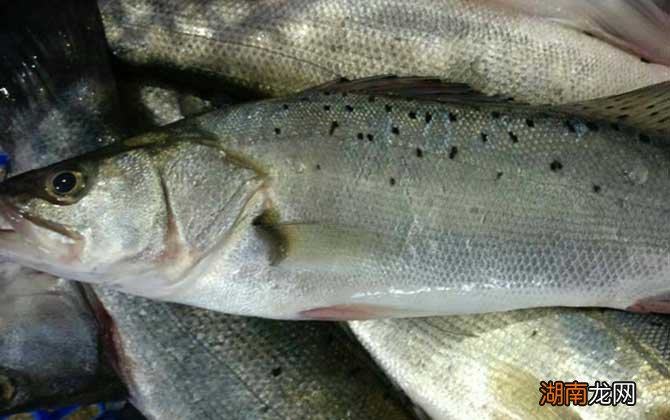 鱸魚(yú)最新價(jià)格及購(gòu)買(mǎi)指南與技能學(xué)習(xí)全攻略