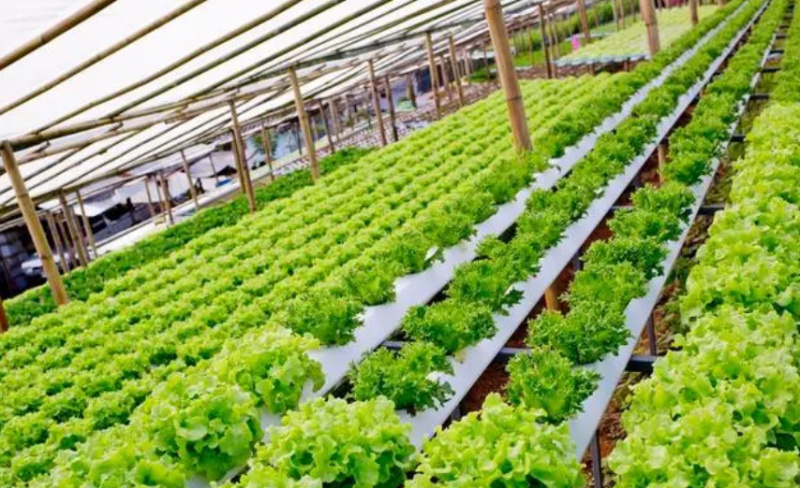 最新農(nóng)業(yè)項目引領(lǐng)重塑農(nóng)業(yè)未來