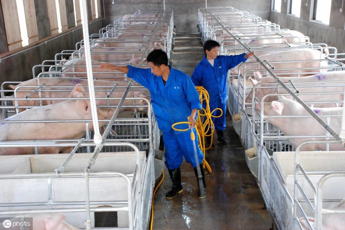 今日毛豬價格與尋找內(nèi)心平和的旅行邂逅