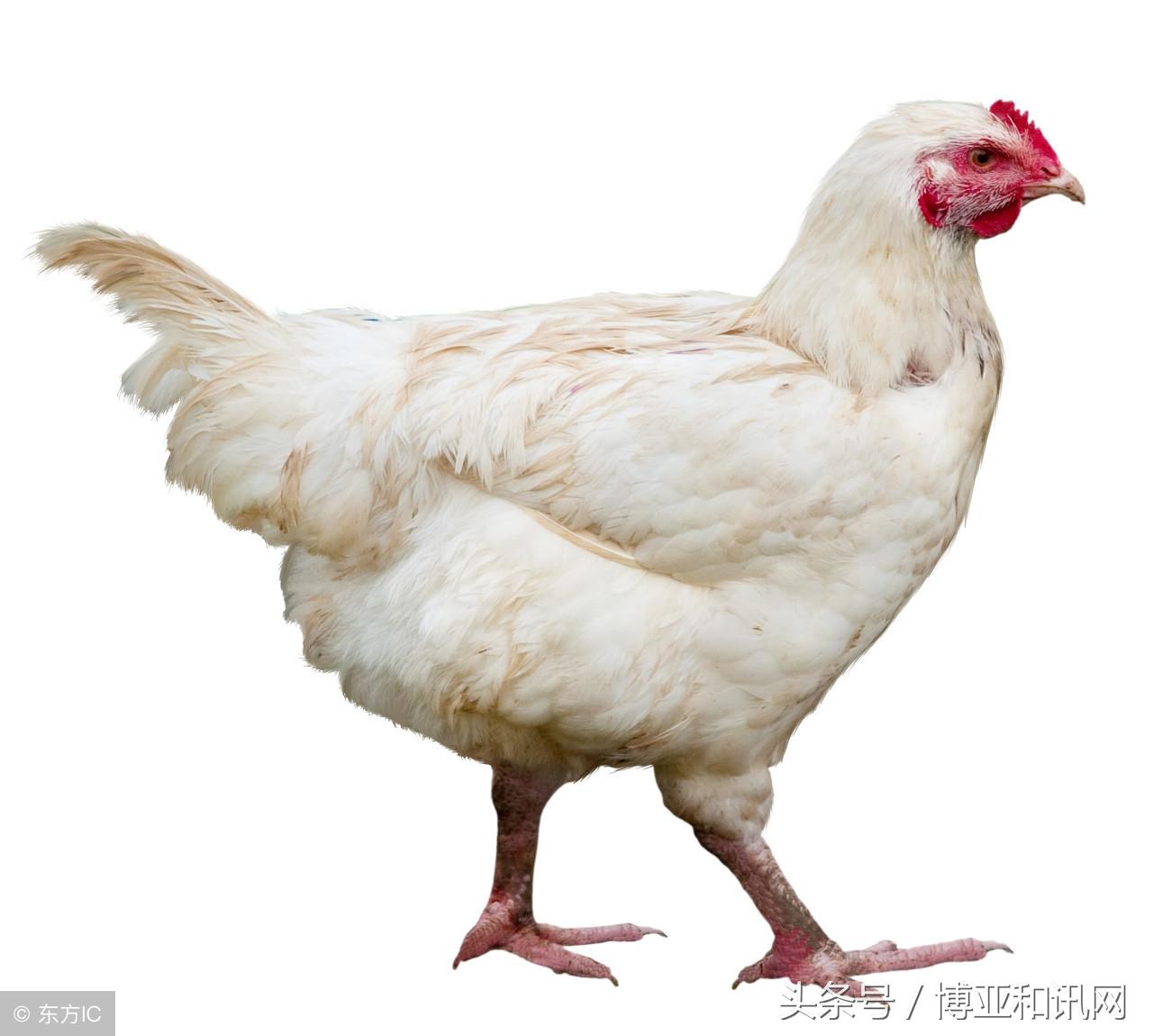 最新肉毛雞價格,最新肉毛雞價格,小巷深處的味覺驚喜