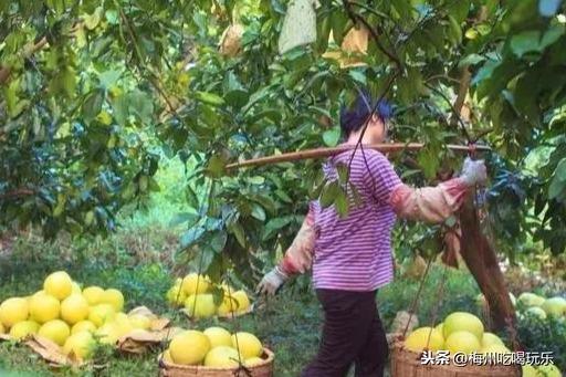 廣東大埔最新動態(tài)報道速遞