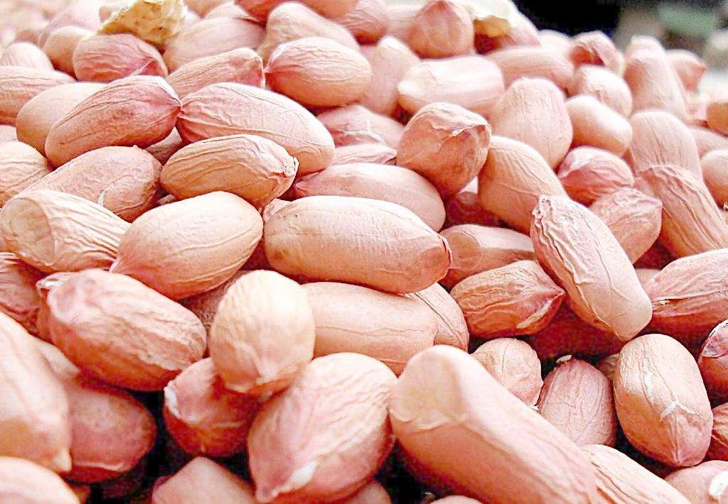 河南今日花生米最新價格探討與分析