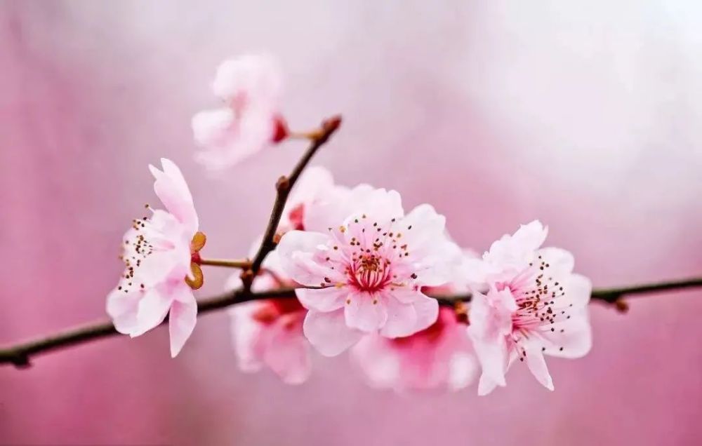 最新域名桃花的日常趣事探秘