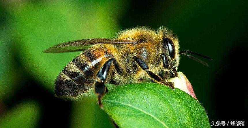 包蟲最新詳解，全面步驟指南