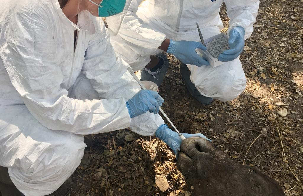 俄國最新疫情概述及動態(tài)分析