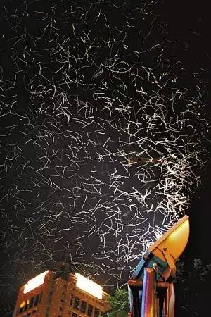 最新昆蟲研究成果，與自然美景的探險之旅，探尋內(nèi)心平和與喜悅的源泉