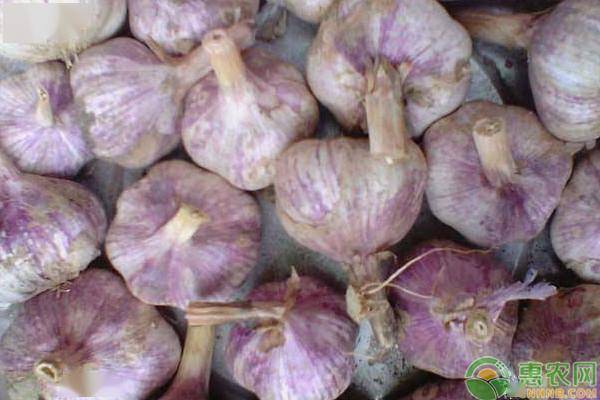 大蒜價格今日最新行情更新