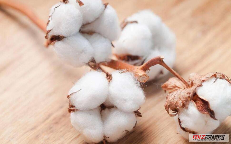 今日棉花最新價格及市場走勢分析與展望