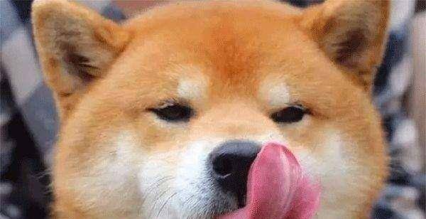 女人愛狗狗舔私處背后的情感之旅，一場尋找內(nèi)心平靜的探險之旅